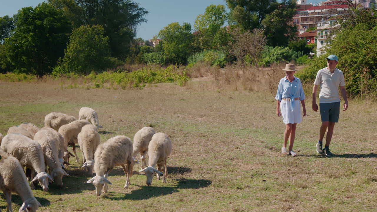Sheep grazing in a pasture with a couple walking by