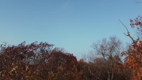 Aireal-Aufnahme-Der-Freien-Spitze-Des-Herbstwaldes-In-Nahaufnahme