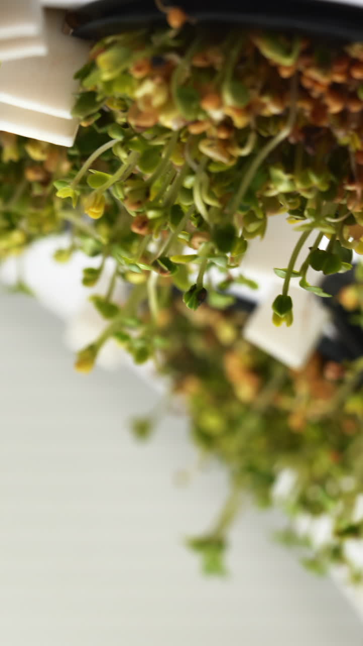 primer plano de microgreens que crecen en el sistema hidropónico