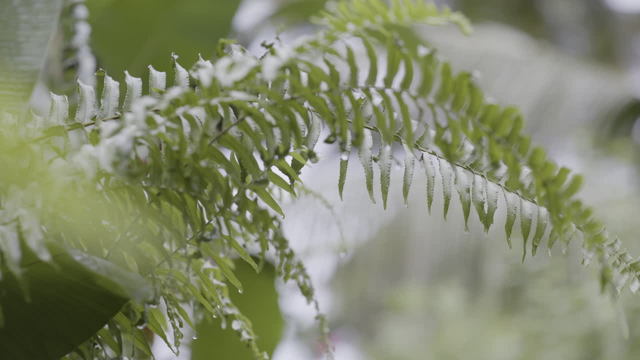 rain drops on tropical leaves in slow motion