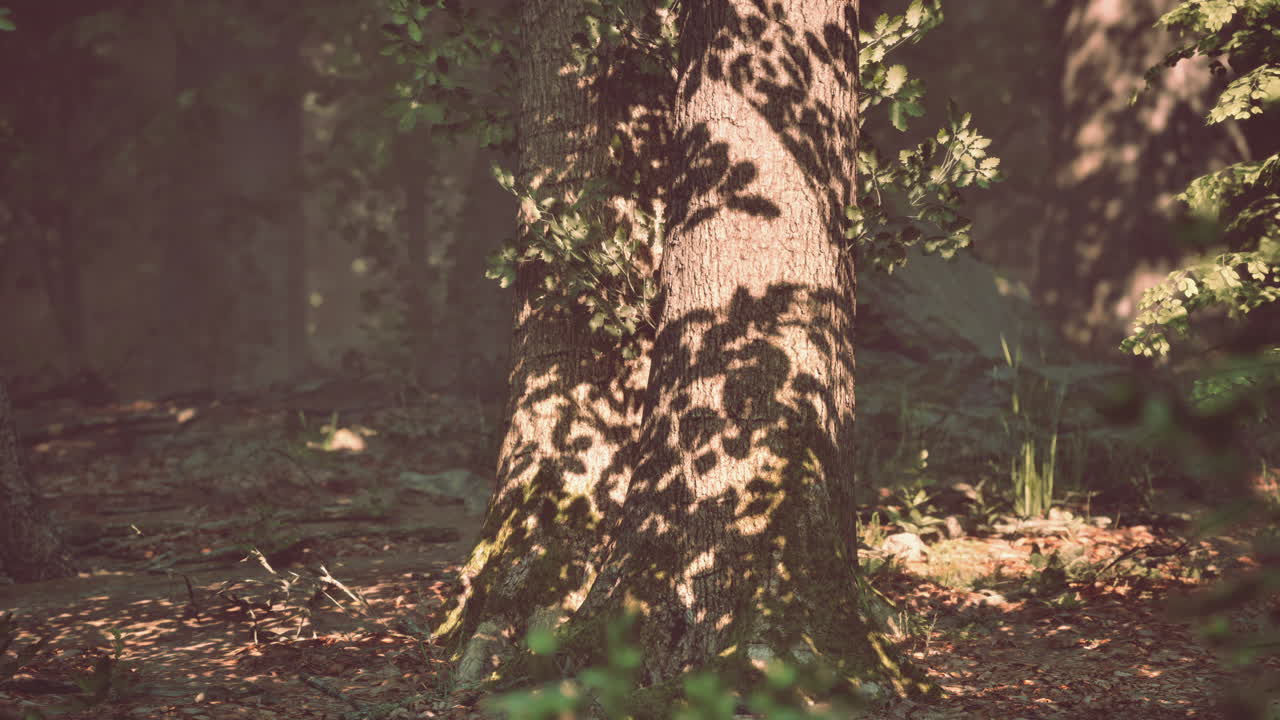 빛이 숲의 잎을 가로지르며 나무 줄기에 그림자를 던집니다.