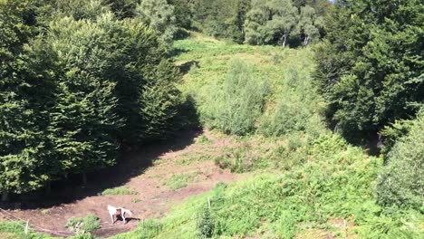 Aerial-view-of-the-summer-forest-in-the-mountains-of-Stresa