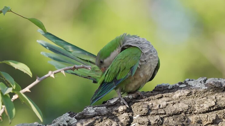 Un piccolo e bellissimo parrocchetto monaco, Myiopsitta monachus, appollaiato su un tronco d'albero sotto la volta, mentre si liscia le piume contro uno splendido sfondo bokeh verde della foresta in una giornata di sole, ripresa statica ravvicinata.