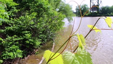 greenery grows along the cuyahoga riverbank where the river once burned