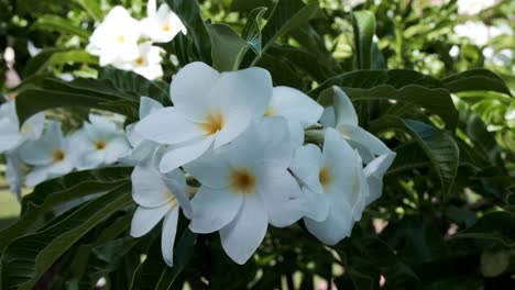 tropical frangipani flowers sway in the wind