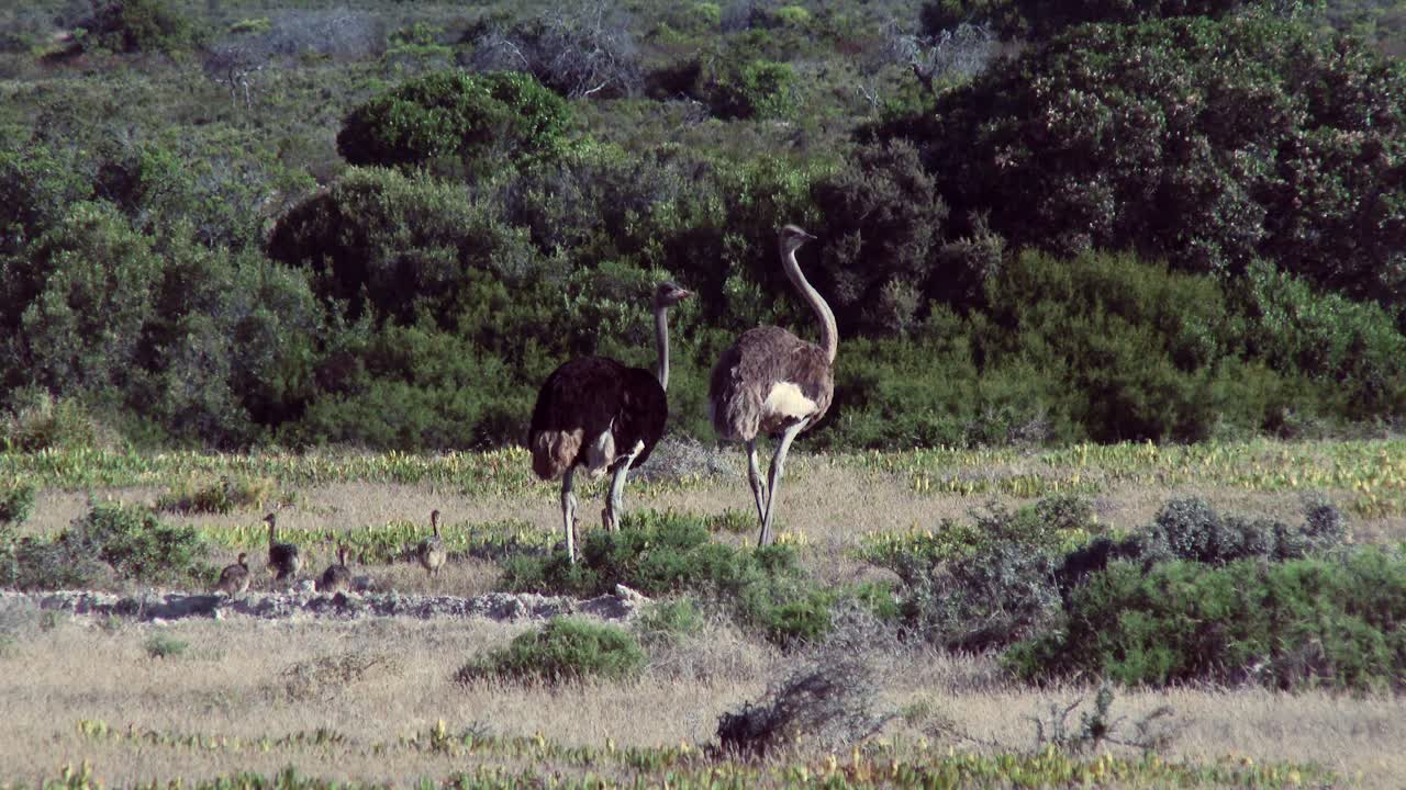 어린 타조에 둘러싸인 수컷과 암컷 타조가 반짝이는 열기 안개 속을 걸어갑니다.