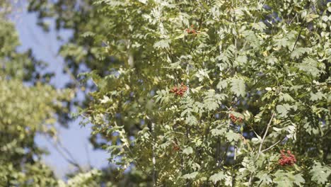 red berries on a tree