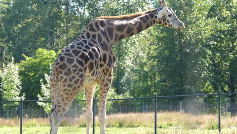 Close-up-view-of-giraffe-chewing-leaf-with-blur-green-nature-background-4k-resolution