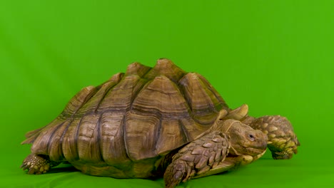 wide shot of a sulcata african spurred tortoise opening his mouth on green screen