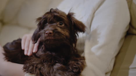 The-child-holds-his-puppy-in-his-arms,-strokes-him.-Resting-on-the-couch-in-the-living-room,-in-the-frame-you-can-see-the-puppy-and-the-hands-of-the-child