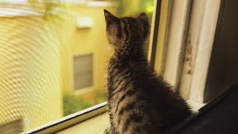 curious tabby kitten looking out a window, close up seen from behind