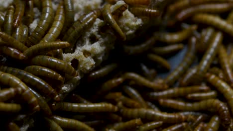 the mealworm is a species of darkling beetle used to feed pets like fish, snakes, birds, and frogs