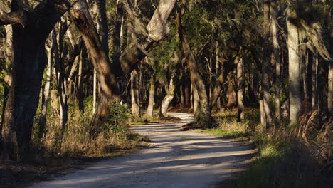 Eine-Von-Zypressen-Gesäumte-Unbefestigte-Landstraße-Schlängelt-Sich-Durch-Das-Donnelly-Wildlife-Reserve-Gebiet-Im-Ländlichen-Green-Pond,-South-Carolina