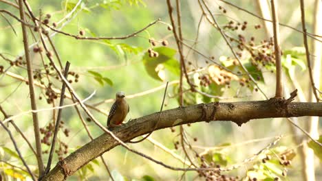 un pájaro carpintero de vientre rojo en la reserva de la selva tropical de gamboa, panamá, plano general
