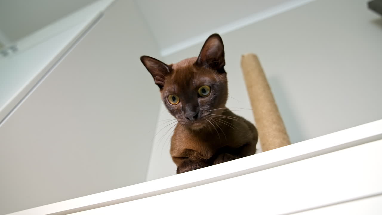 Portrait of a lovely kitten. Burmese cat sitting on a shelf at home and looking down with its large eyes. Purebred kitten. Close-up.