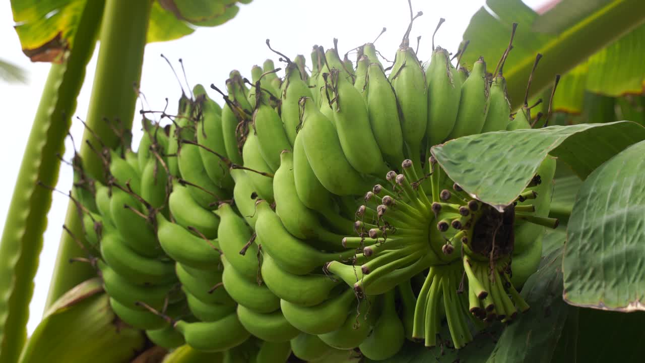 밝은 날씨와 함께 바나나 나무 그룹과 햇빛과 숲의 전망