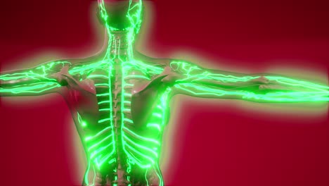 vasos sanguíneos del cuerpo humano