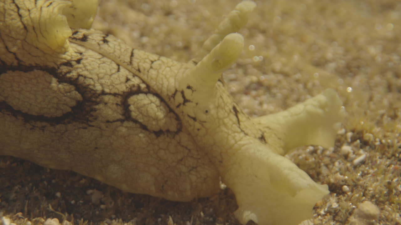 un primer plano de las criaturas marinas submarinas