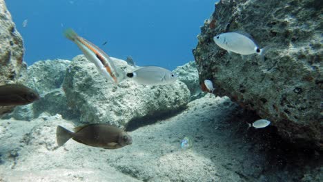 peces de arrecife tropical nadando bajo el mar azul profundo con rocas