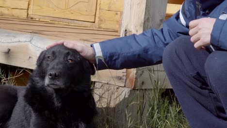 unrecognizable man caress dog outdoors. view of hands and a dog