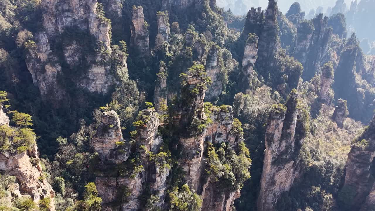 Ripresa aerea mozzafiato con drone delle cime di arenaria incontaminate che si ergono da canyon ombrosi, pacifici Monti Tianzi nel Parco nazionale di Zhangjiajie