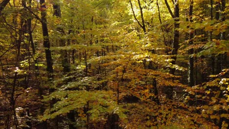 trucking shot of brown and yellow colored leaves in forest during sunny autumn day