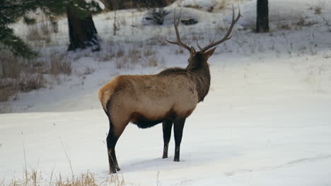 bull elk rocky mountains yellowstone national park montana wyoming idaho denver colorado wildlife animal antlers herd sunset winter looking around forest meadow backcountry buck hunter follow pan