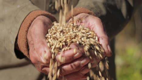 el agricultor inspecciona su cosecha con las manos sosteniendo semillas maduras de trigo.