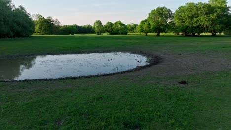 foraging white stork in a small pond in meadow park with dense tree background