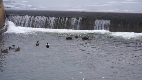 ducks near waterfall