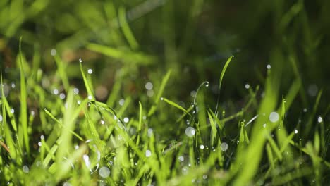 lush green blades of grass strewn with morning dew