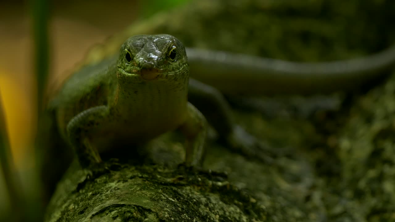 태국의 사촌 섬에 있는 잎사귀 아래에서 쉬고 있는 녹색 스킨크