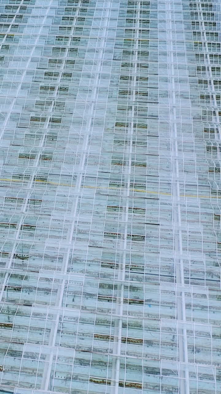 Glass roofs of greenhouses. Flying over large industrial greenhouses with vegetables. Vertical video