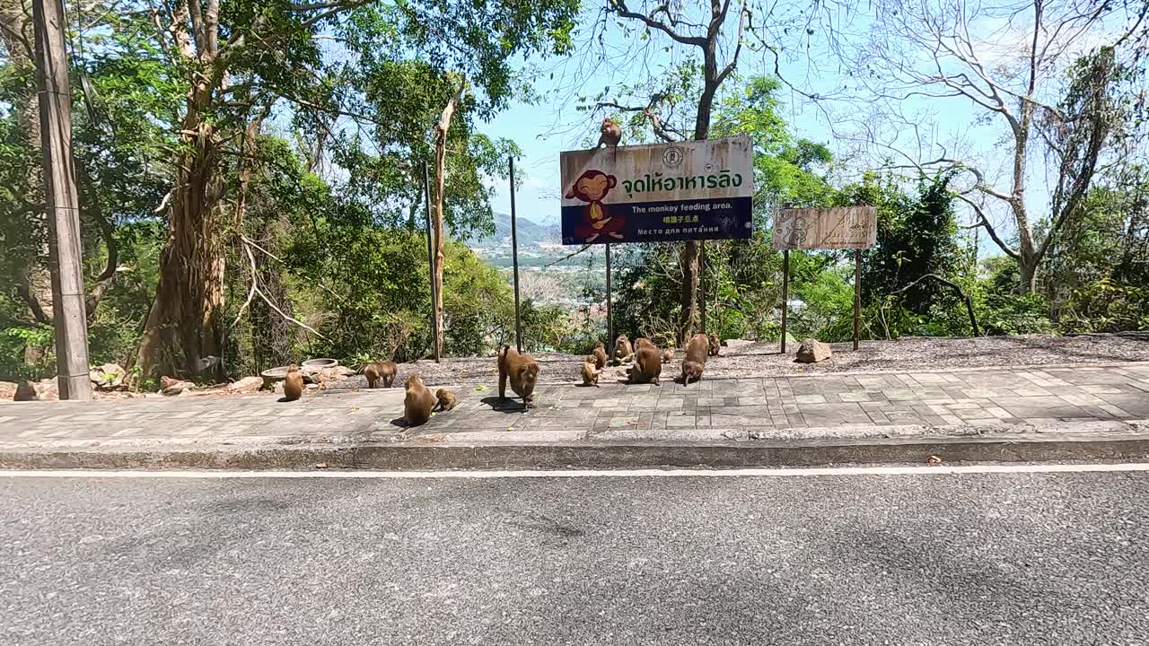 Macaques gather around a sign on a sunny day in Phuket, Thailand, interacting and feeding in a natural setting