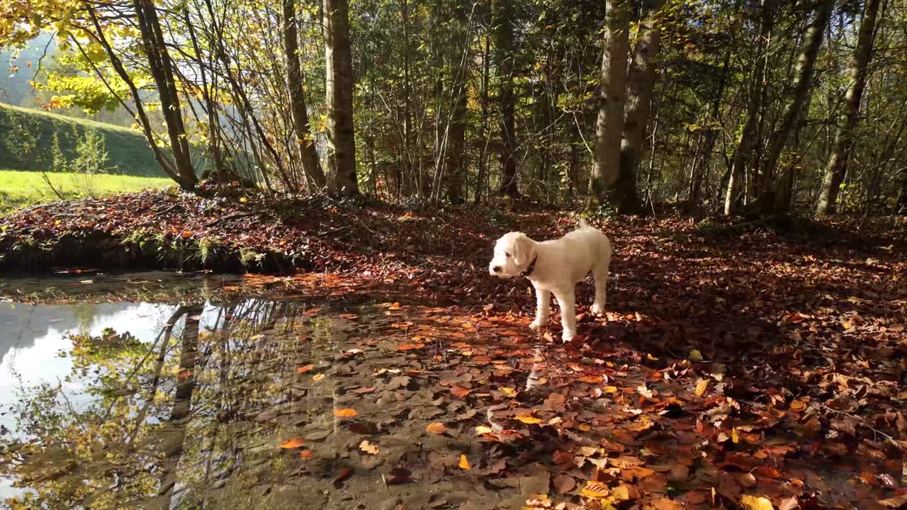 Labradoodle outdoor forest in autumn dog pet breed leaf covered ground