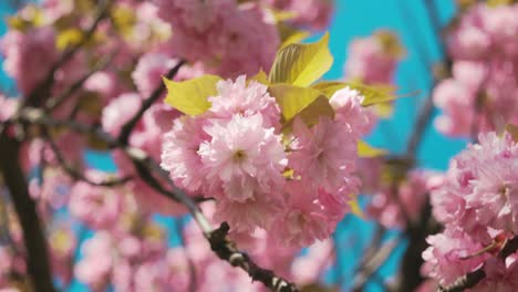 Fesselnde-Aufnahme,-Die-Die-Zarten-Rosa-Kirschblüten-In-Voller-Blüte-Zeigt,-Mit-Sonnenlicht,-Das-Durch-Die-Weichen-Blütenblätter-Inmitten-Der-Leuchtend-Grünen-Blätter-Fällt