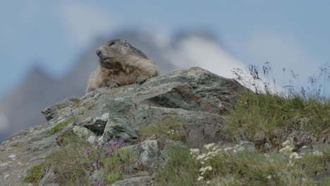 marmota acostada en una piedra en un día soleado