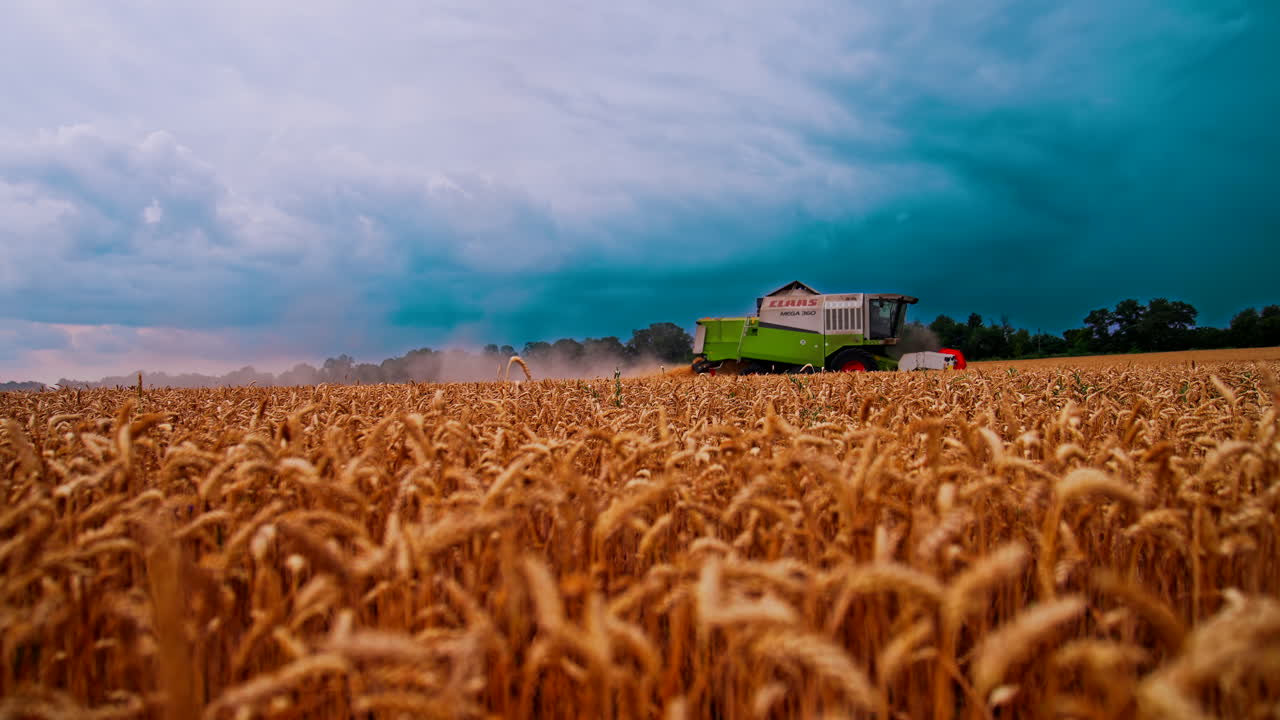 Harvester gathering crop of wheat field. Grain harvester driving on golden wheat field