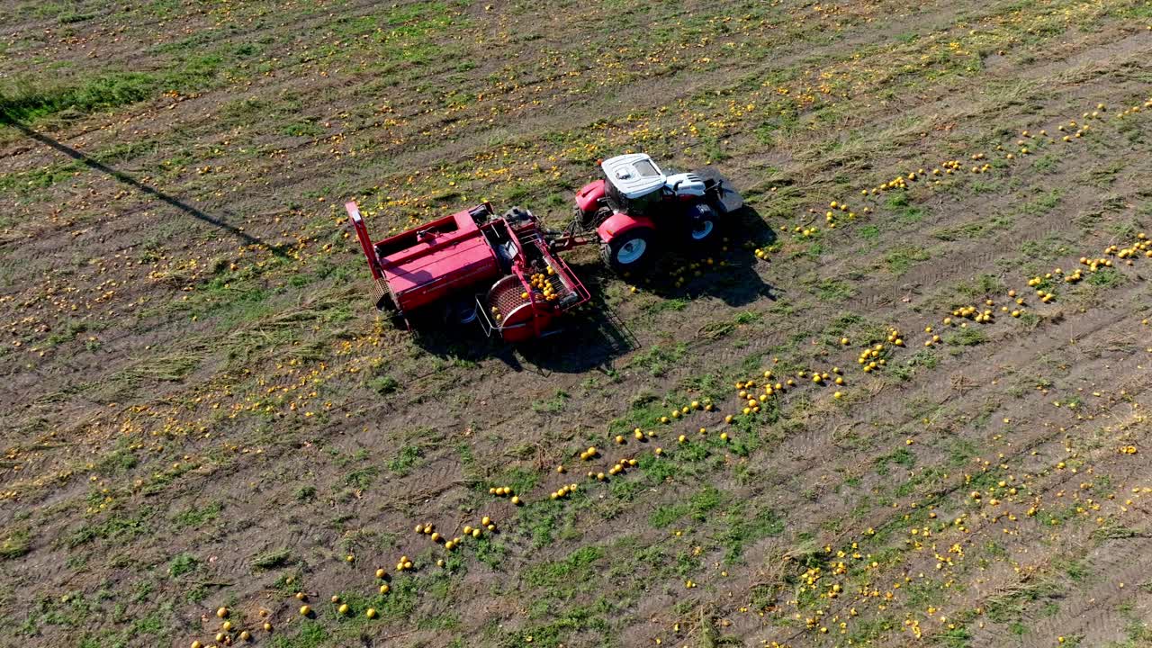 vista aérea de un tractor cosechando calabazas en un campo de calabazas - toma de un avión no tripulado