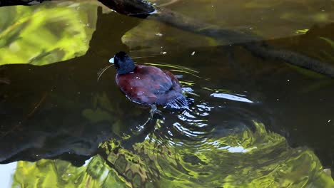 un pato nadando en un estanque