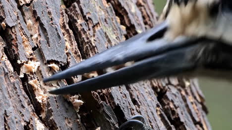 woodpecker pecking at a tree