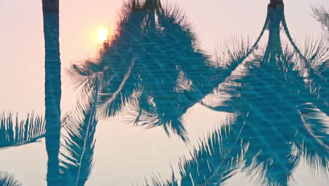 palm trees reflect in the waters of a resort pool