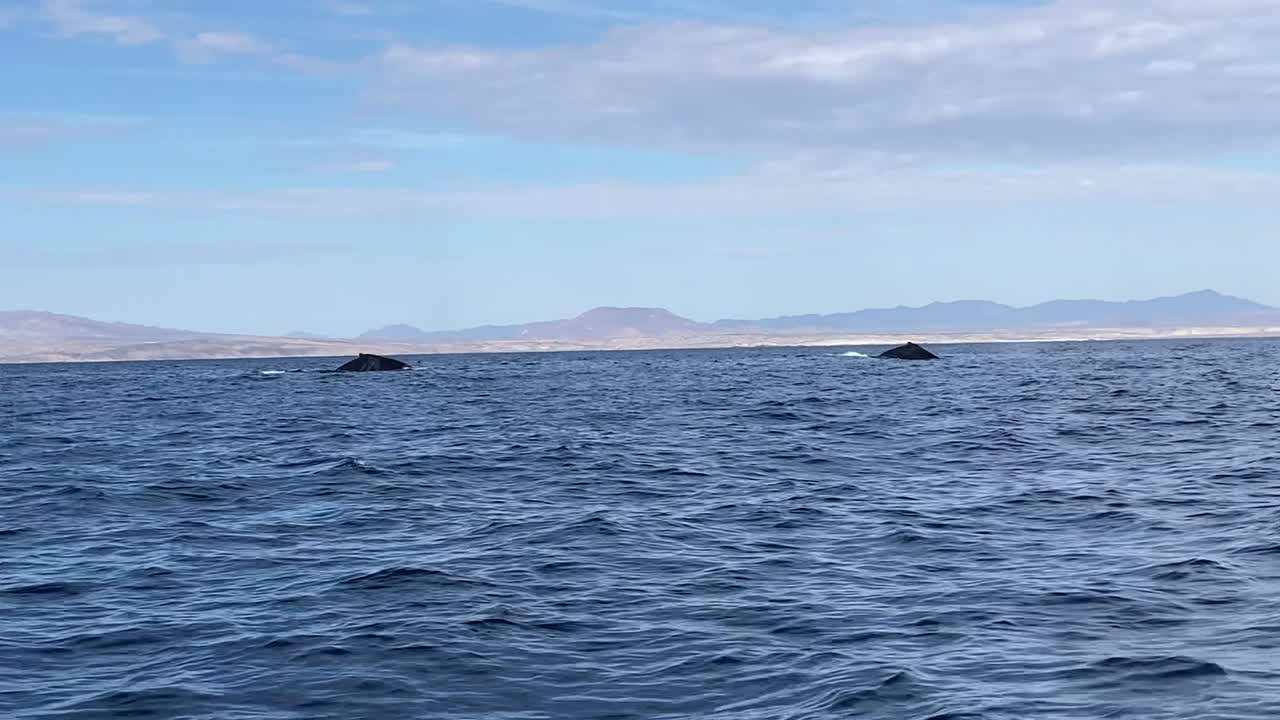 Humpback whales blow spout as they breach ocean surface showcasing tails in sync