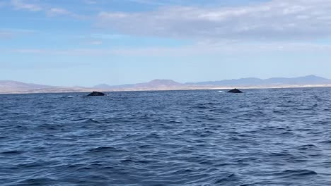 Las-Ballenas-Jorobadas-Hacen-Ruido-Cuando-Rompen-La-Superficie-Del-Océano-Mostrando-Sus-Colas-Sincronizadas.