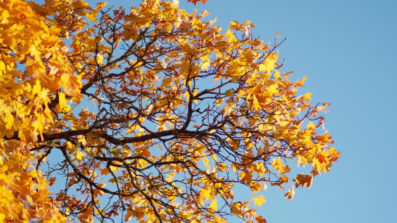 바람에 움직이는 노란 단풍