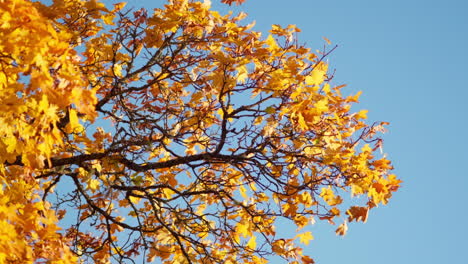 Hojas-Amarillas-De-Otoño-Moviéndose-En-El-Viento