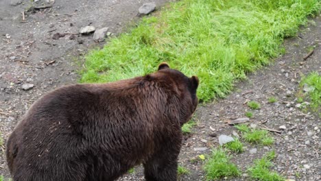 un gran oso marrón caminando lentamente en alaska.
