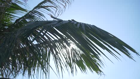 lens flare through palm leaves 2