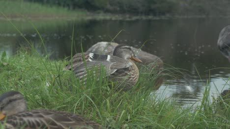 川の岸辺に立って翼を伸ばすマガモ、ミディアムショット