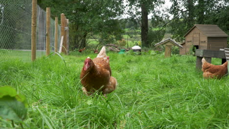 Free-range-chickens-searching-for-food-walking-towards-camera